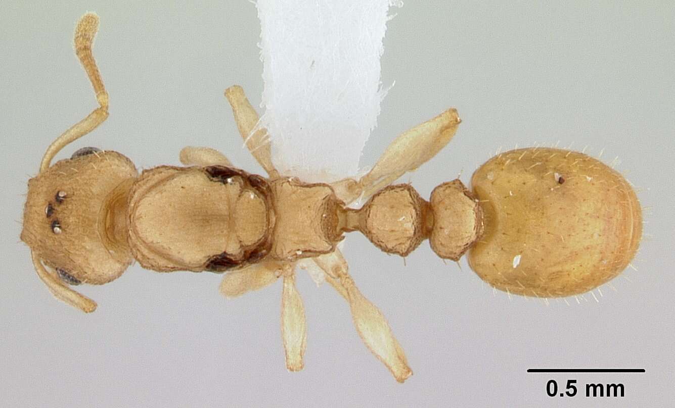 Image of <i>Nesomyrmex exiguus</i>