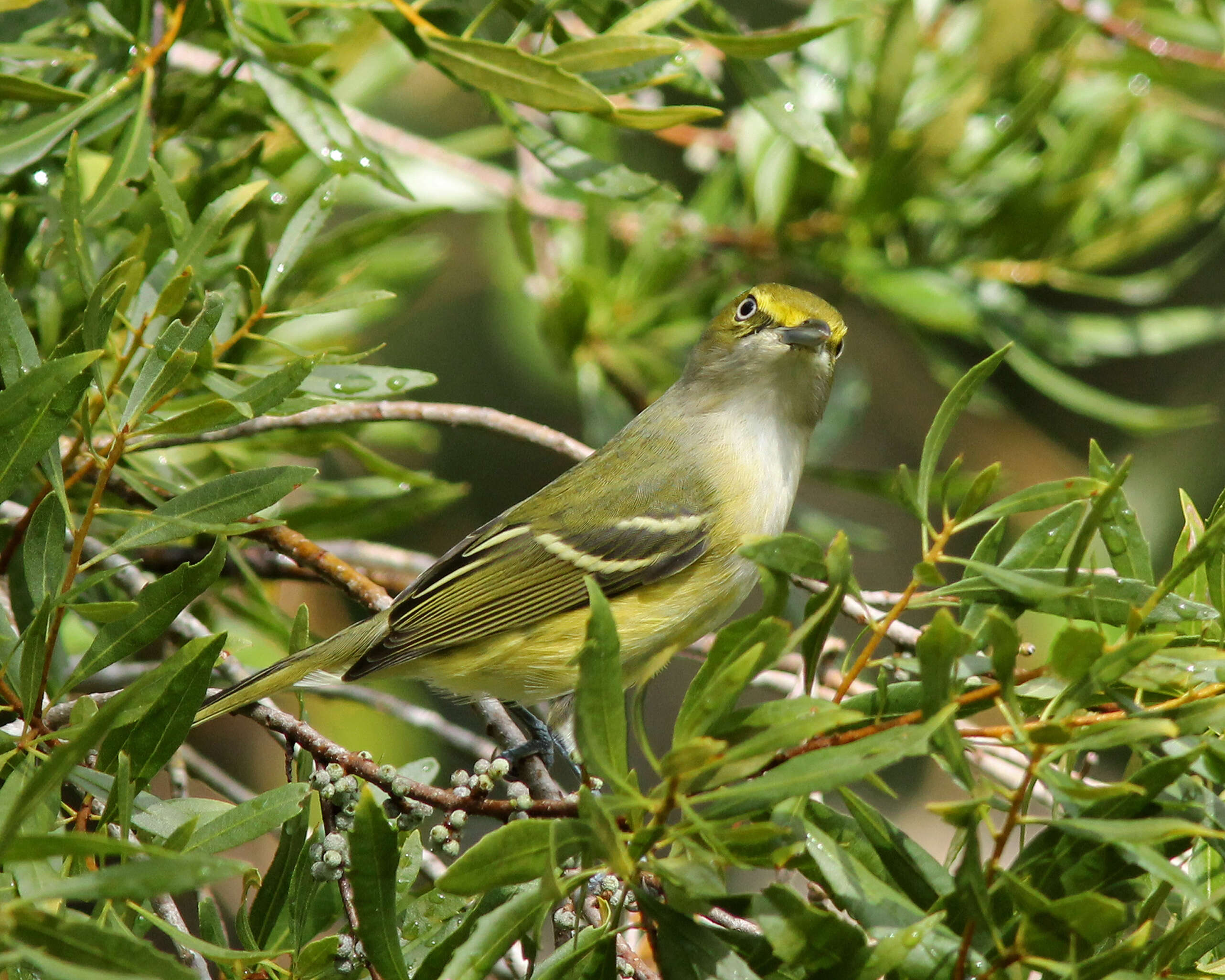 Image of White-eyed Vireo