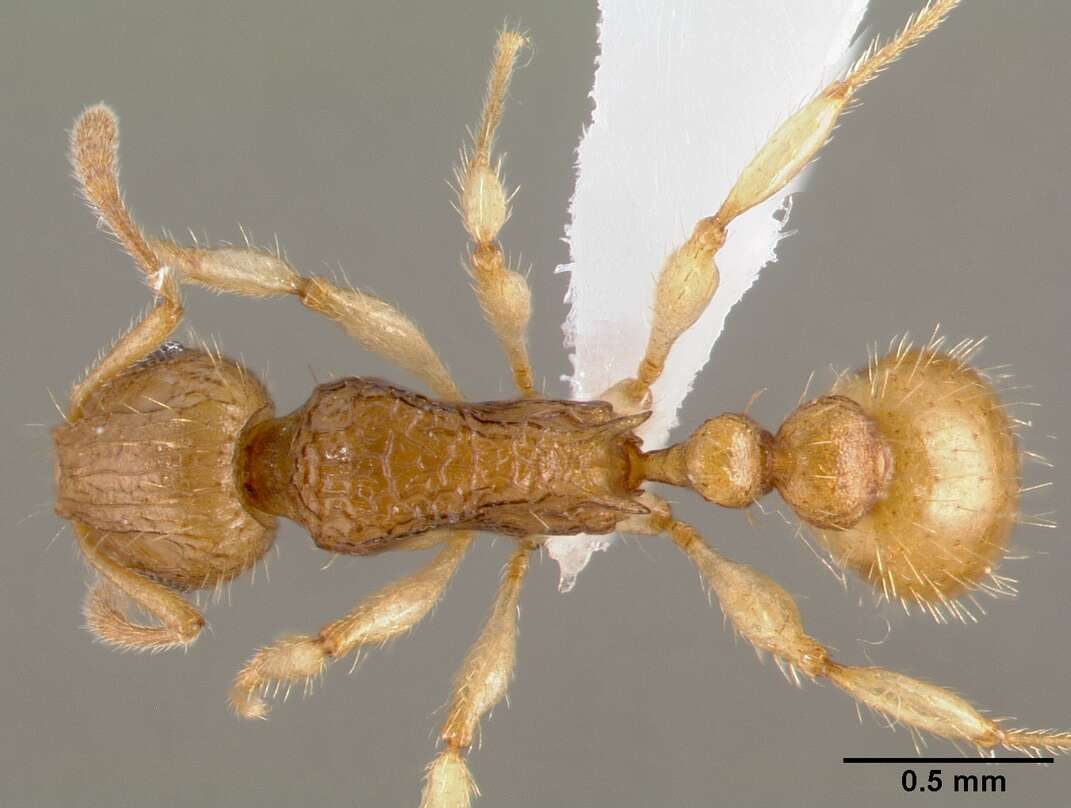 Image of <i>Vitsika crebra</i>