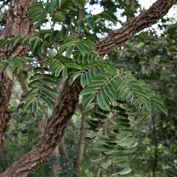 Imagem de Machaerium opacum Vogel