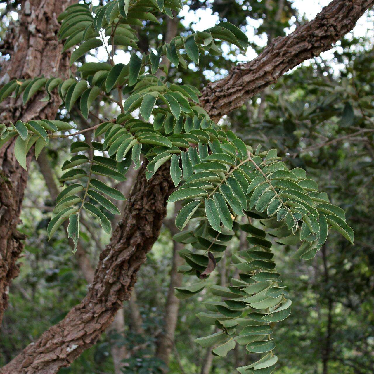 Image de Machaerium opacum Vogel