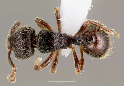 Image de Adelomyrmex tristani (Menozzi 1931)