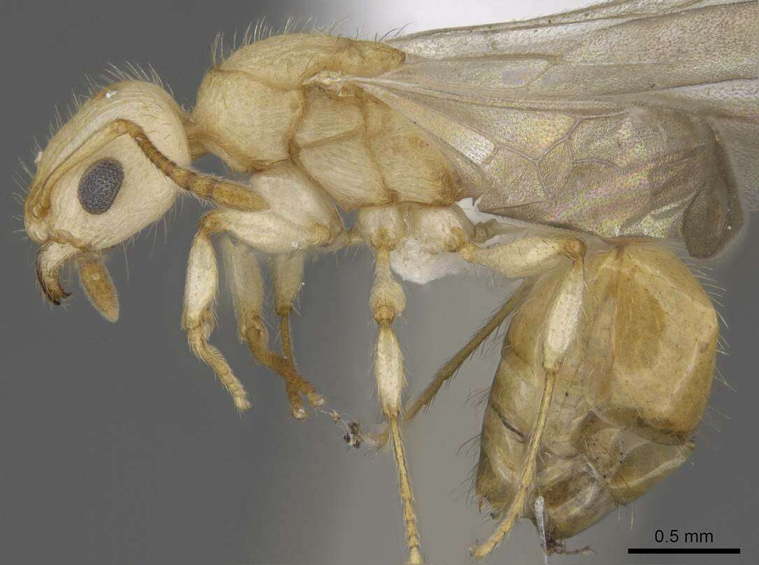 Image of <i>Vitsika crebra</i>