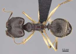 Image of Pheidole bessonii Forel 1891