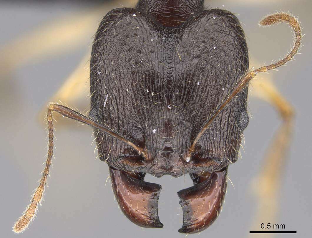 Image of Pheidole bessonii Forel 1891