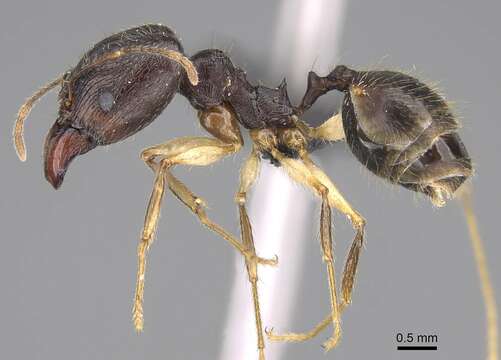 Image of Pheidole bessonii Forel 1891