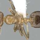 Image of <i>Crematogaster hafahafa</i>