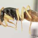 Imagem de <i>Camponotus bevohitra</i>