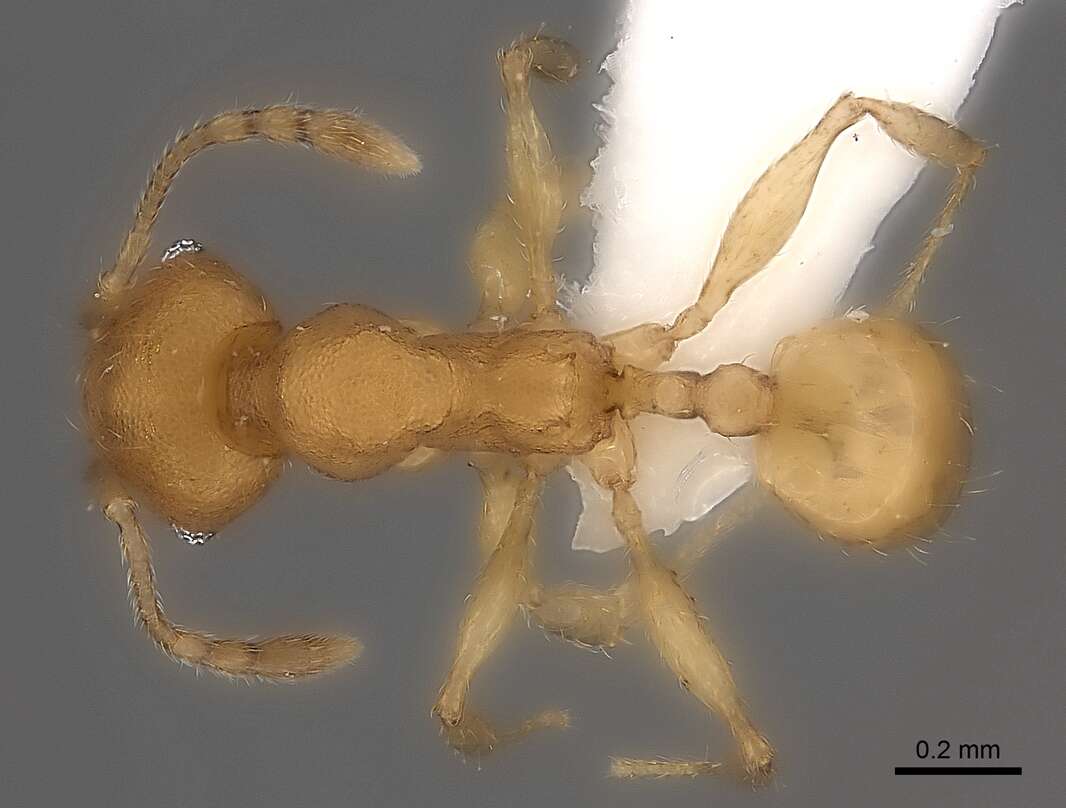 Pheidole bemarivoensis resmi