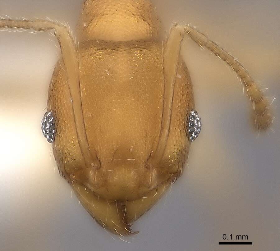 Pheidole bemarivoensis resmi