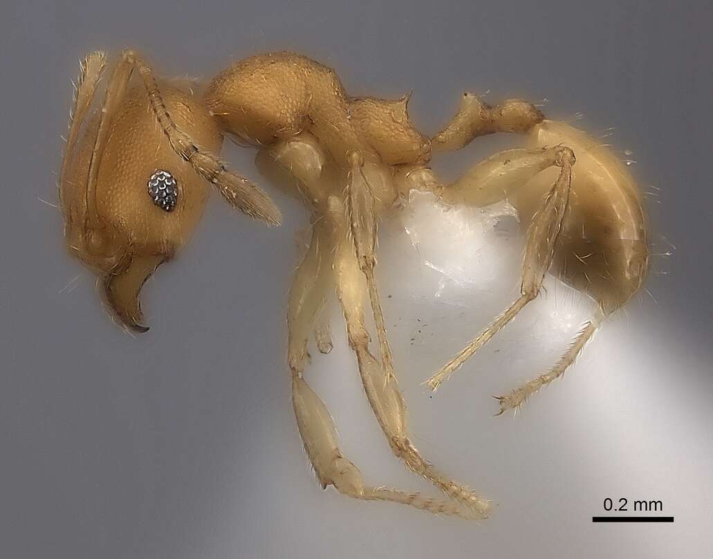 Pheidole bemarivoensis resmi