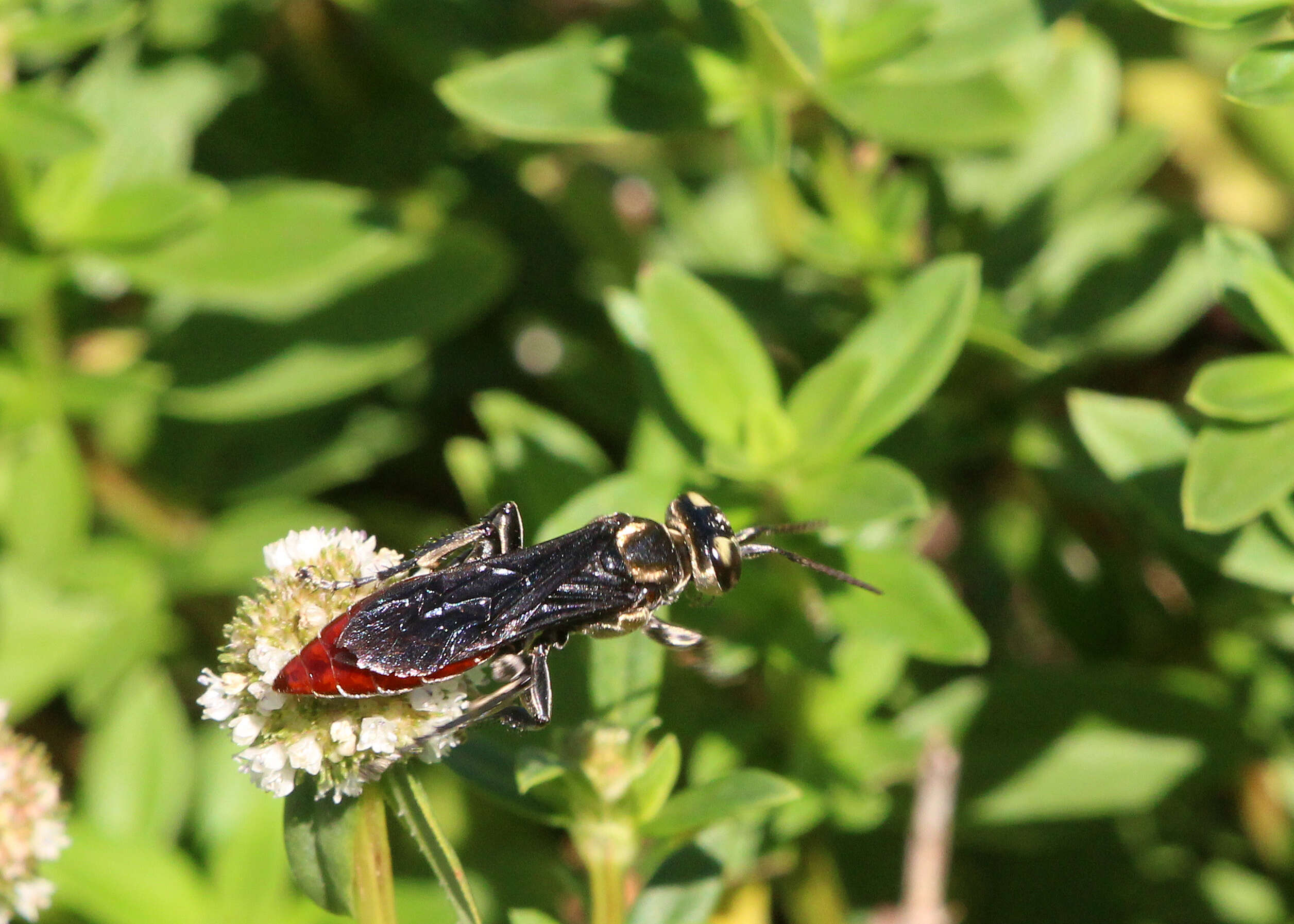 Image de Larra bicolor Fabricius 1804