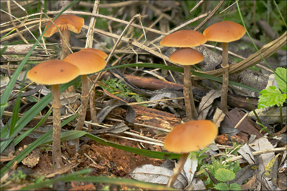 Image of Conocybe arrhenii (Fr.) Kits van Wav. 1970