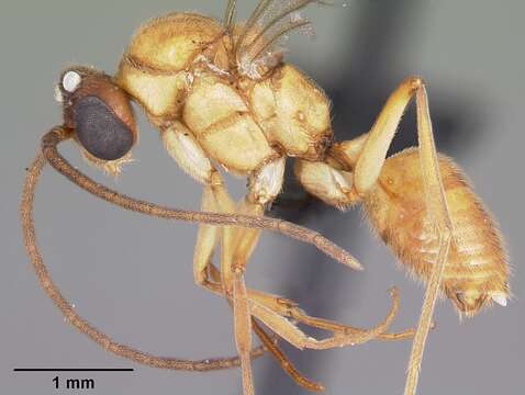 Image of Anochetus madagascarensis Forel 1887