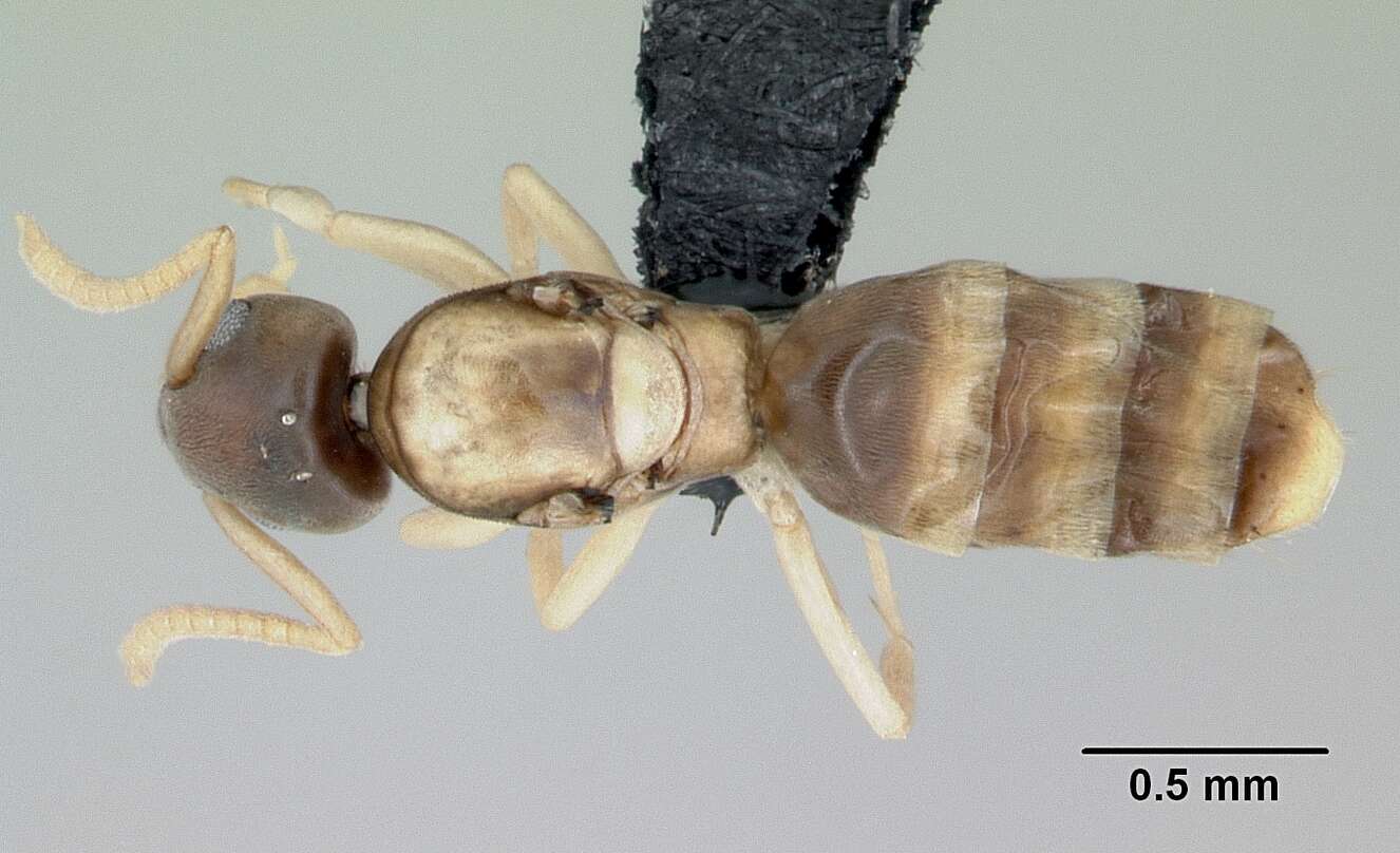 Image of Ant