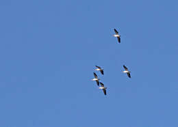 Image of American White Pelican