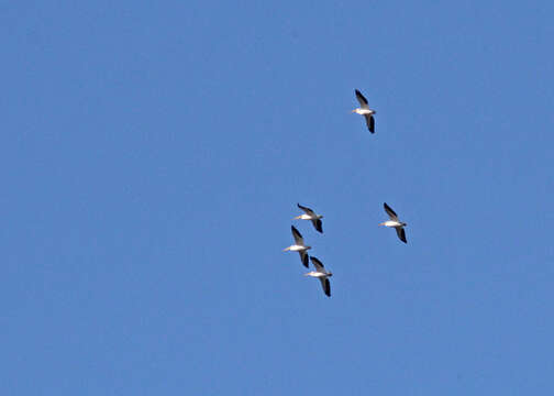 Image of American White Pelican