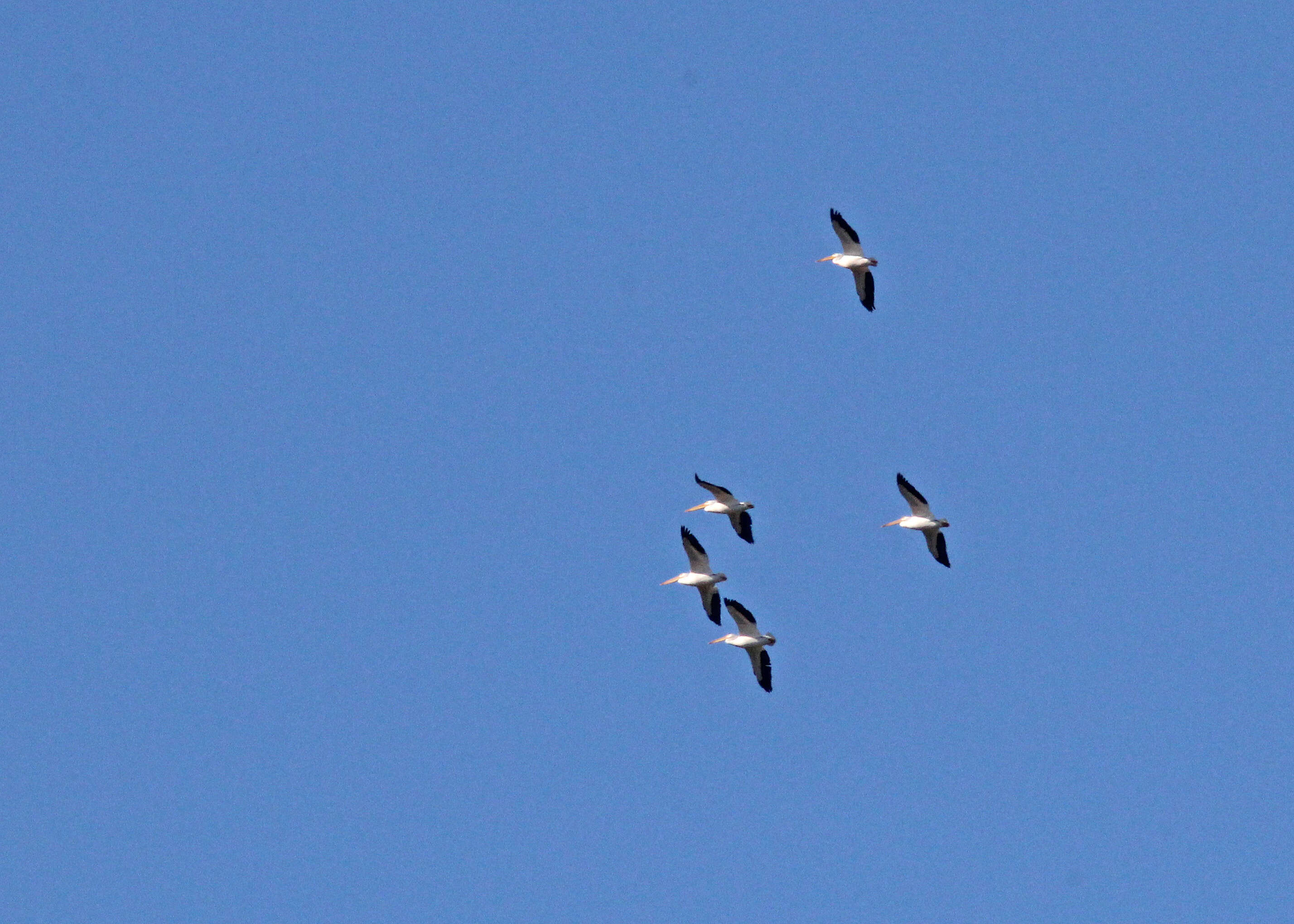 Image of American White Pelican