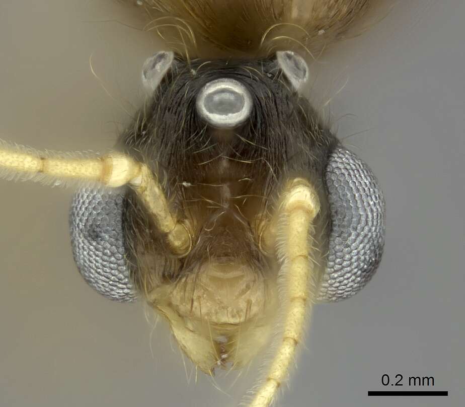 Image of Pheidole bessonii Forel 1891