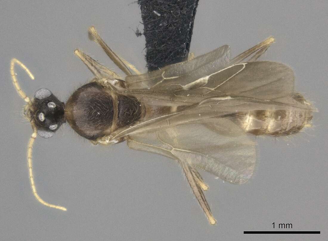 Image of Pheidole bessonii Forel 1891