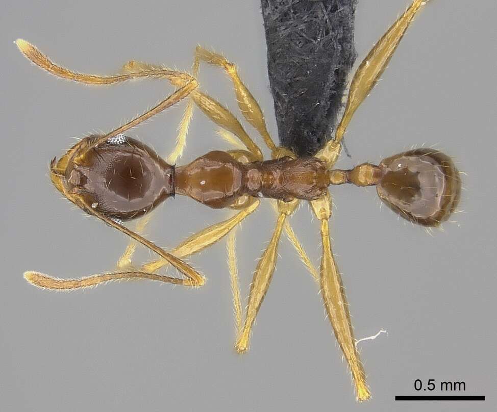 Image of Pheidole bessonii Forel 1891