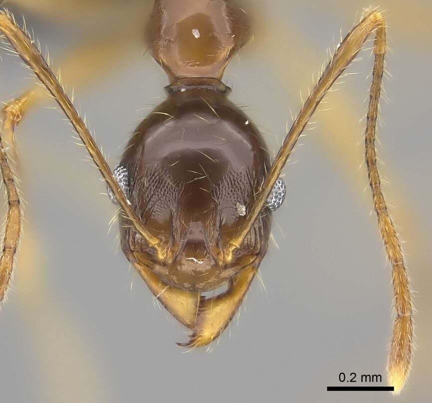 Image of Pheidole bessonii Forel 1891