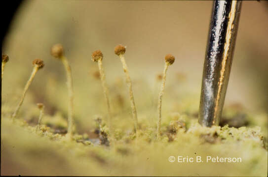 Chaenotheca furfuracea (L.) Tibell resmi