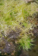 Image of brittle swan-neck moss