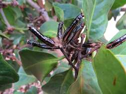 Image of umbrella catchbirdtree