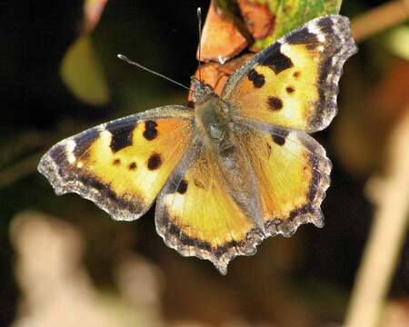 Imagem de Nymphalis californica Boisduval 1852