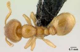 Image of <i>Carebara nosindambo</i>