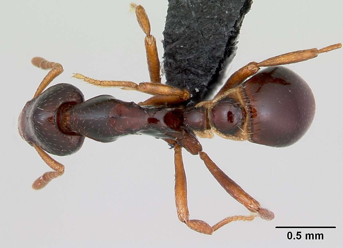 Image of <i>Strumigenys exiguaevitae</i>