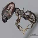 صورة Pheidole mahaboensis