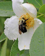 Image of Brown-belted Bumblebee