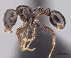 Image of Tetramorium bessonii Forel 1891