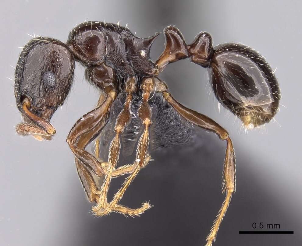 Image of Tetramorium bessonii Forel 1891