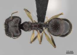 Image of Pheidole bessonii Forel 1891