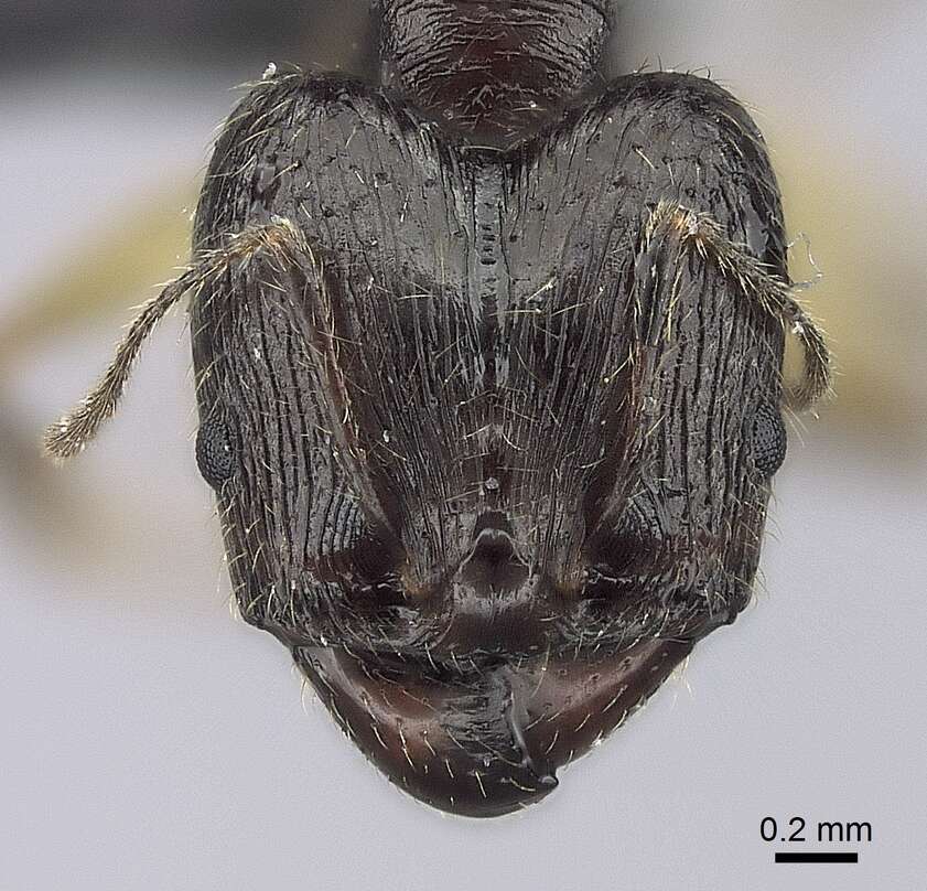 Image of Pheidole bessonii Forel 1891