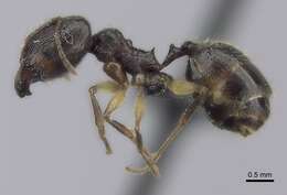 Image of Pheidole bessonii Forel 1891