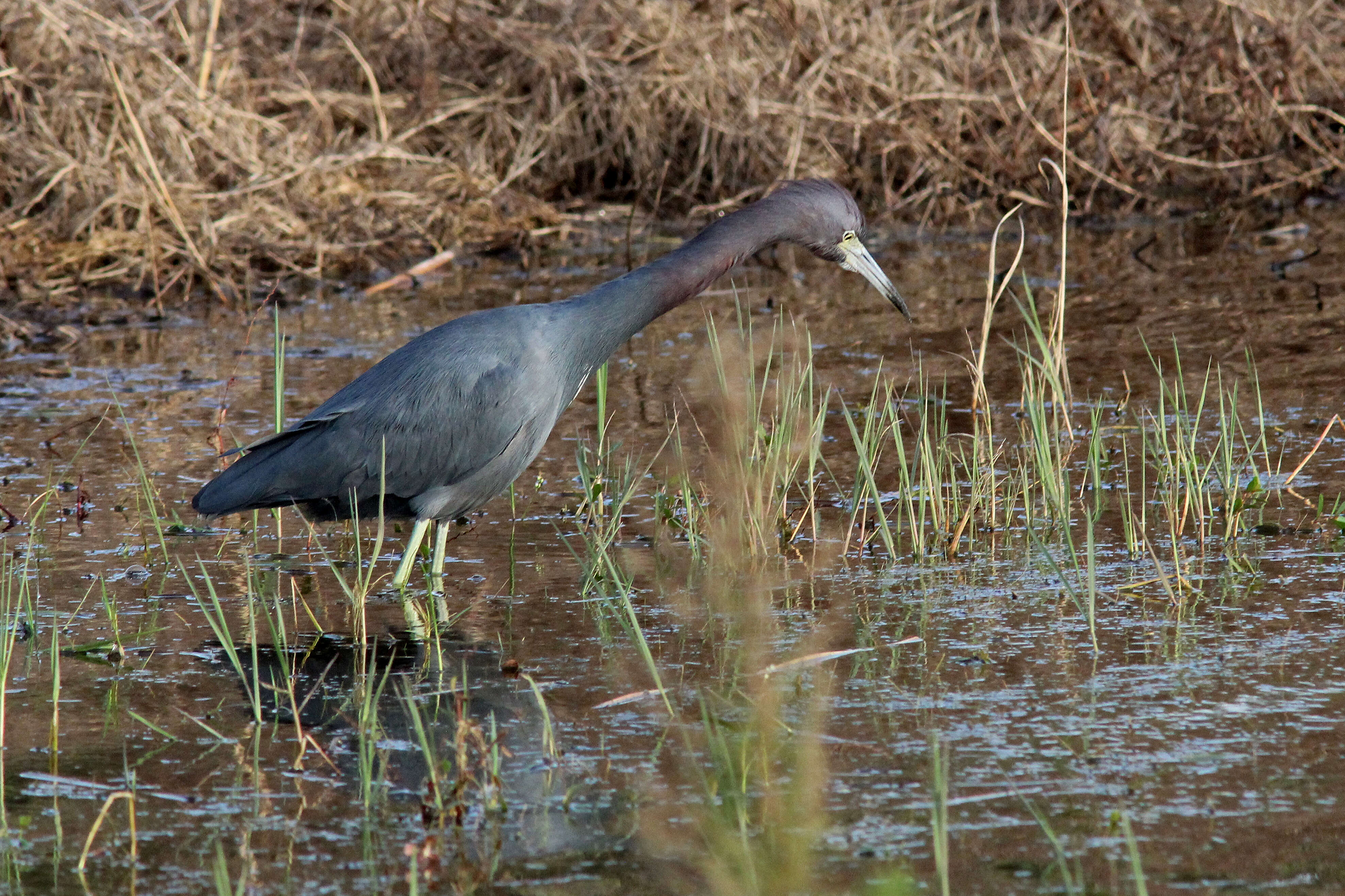 Image of Little Blue Heron