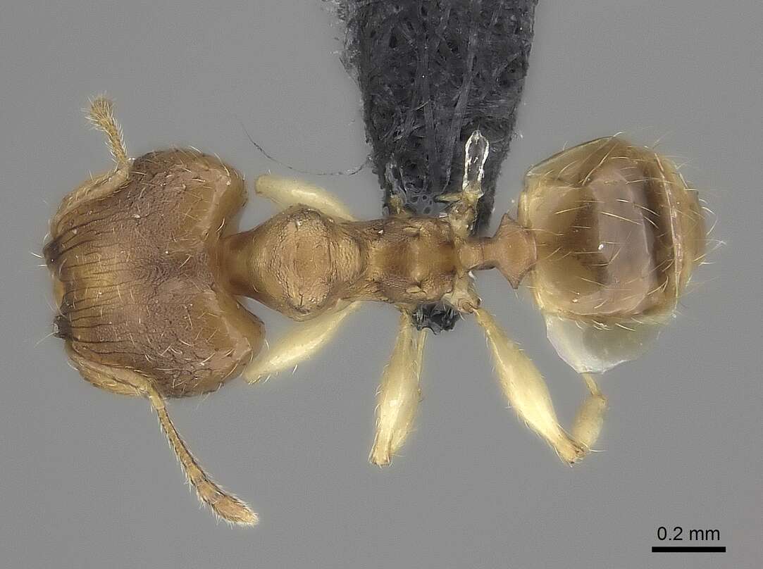 Pheidole bemarivoensis resmi