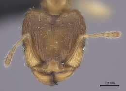 Pheidole bemarivoensis resmi