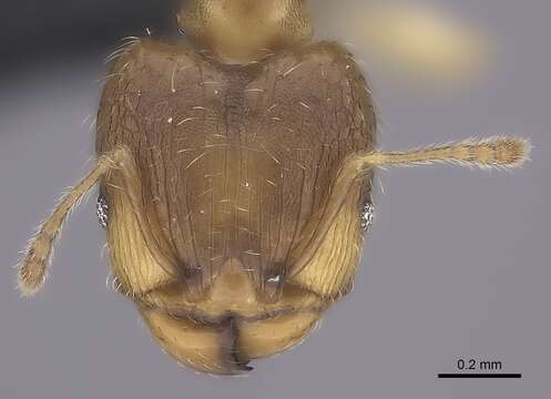 Pheidole bemarivoensis resmi