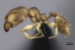 Pheidole bemarivoensis resmi