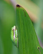 Image of American Green Treefrog