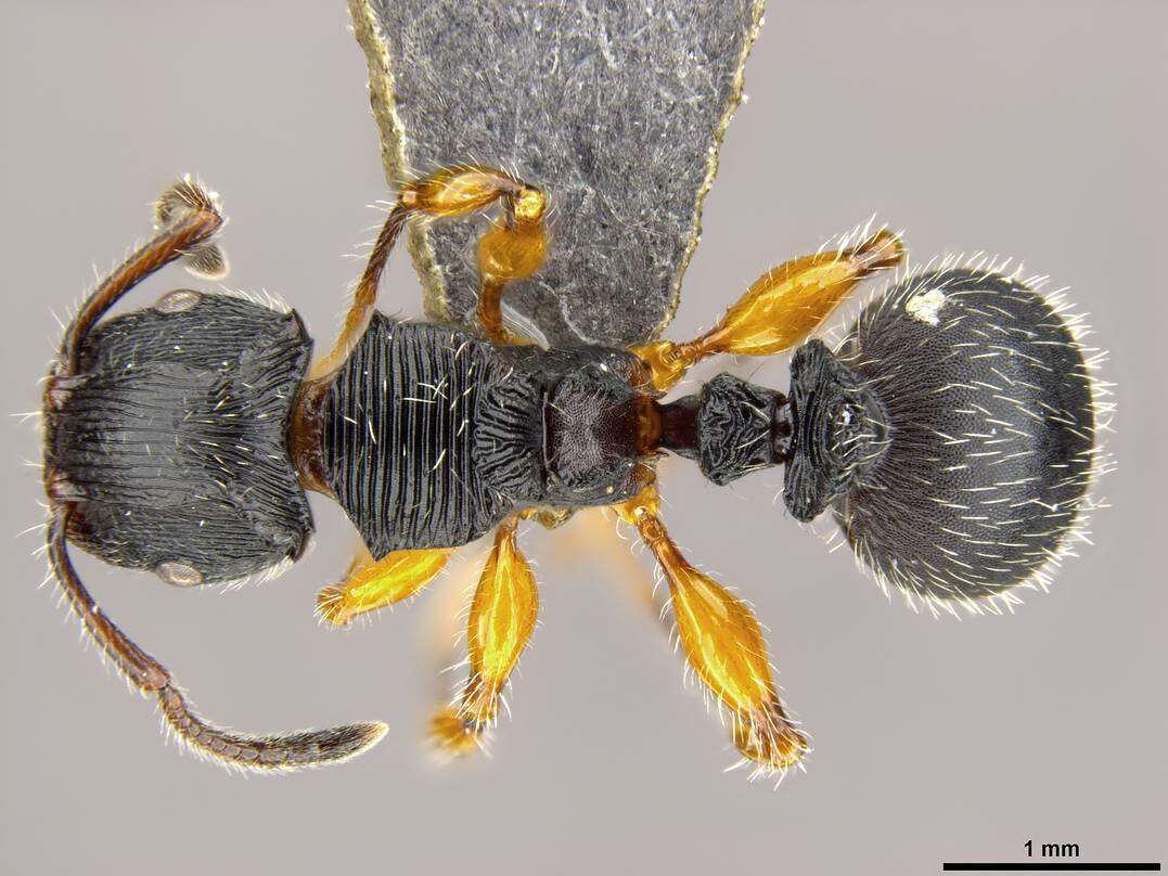 Image of Myrmicinae