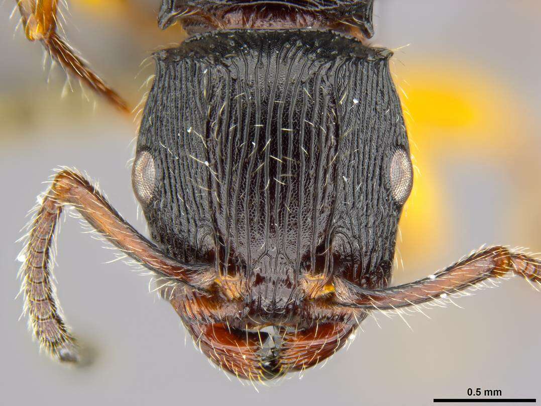 Image of Myrmicinae