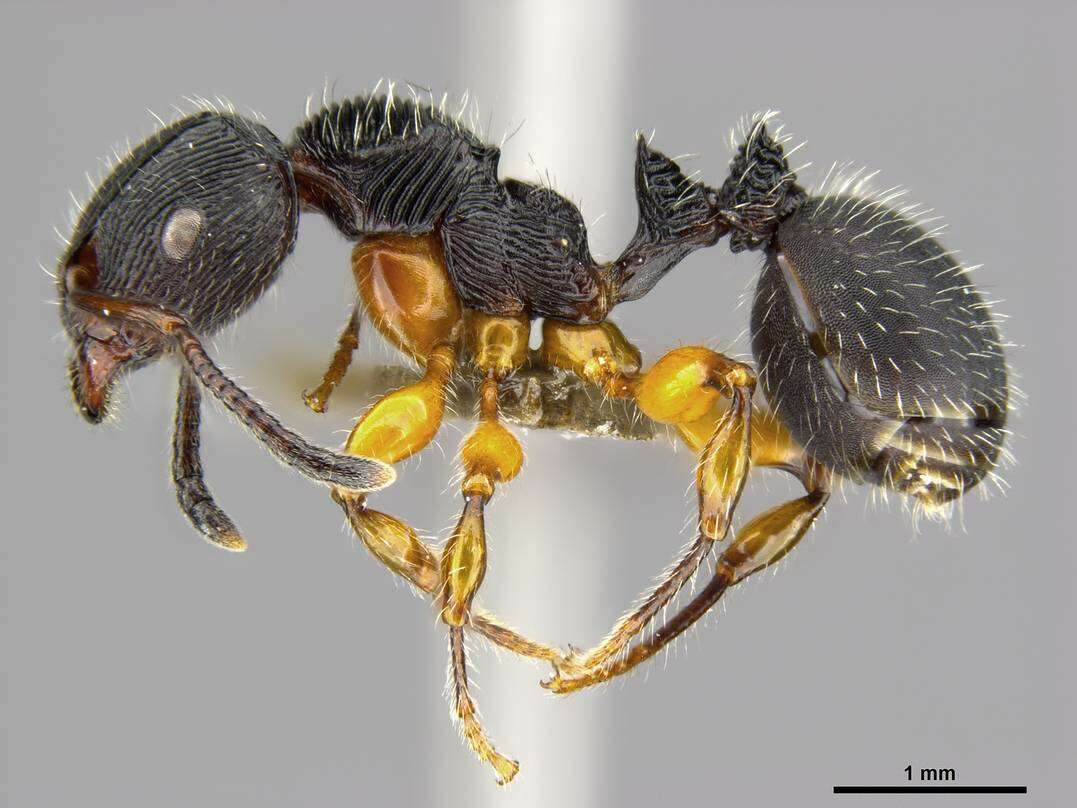 Image of Myrmicinae