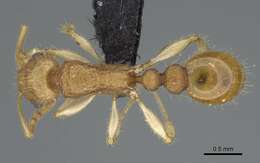 Image of <i>Vitsika crebra</i>