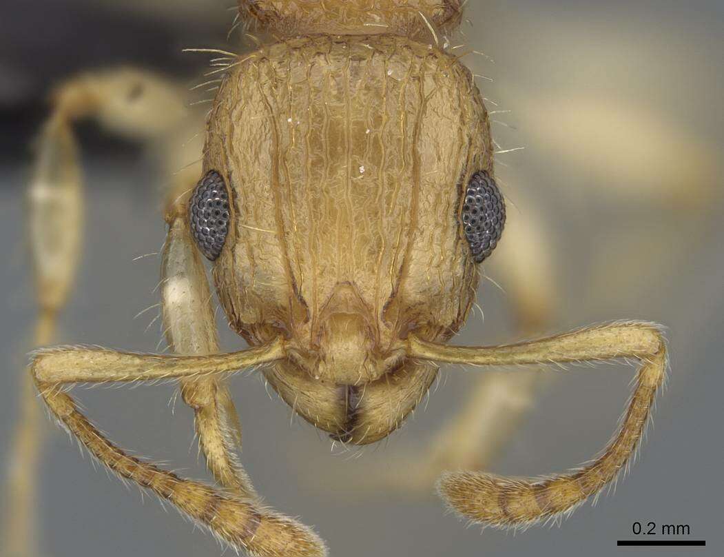 Image of <i>Vitsika crebra</i>